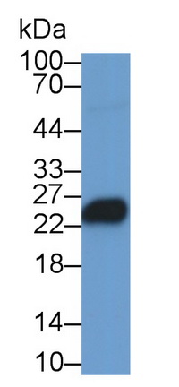 Monoclonal Antibody to T-Cell Surface Glycoprotein CD3 Epsilon (CD3e)