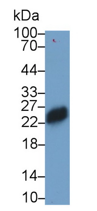 Monoclonal Antibody to T-Cell Surface Glycoprotein CD3 Epsilon (CD3e)