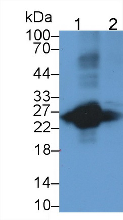 Monoclonal Antibody to T-Cell Surface Glycoprotein CD3 Epsilon (CD3e)