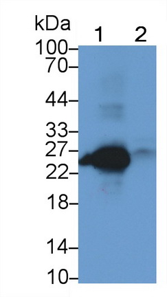 Monoclonal Antibody to T-Cell Surface Glycoprotein CD3 Epsilon (CD3e)