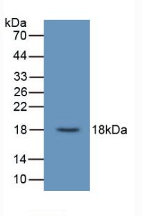 Monoclonal Antibody to Urocortin 3 (UCN3)