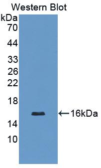 Monoclonal Antibody to Slit Homolog 3 (Slit3)