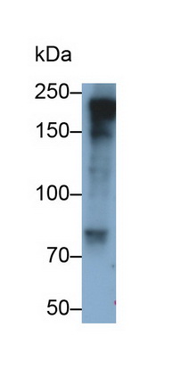 Monoclonal Antibody to Myosin Heavy Chain 3, Skeletal Muscle, Embryonic (MYH3)