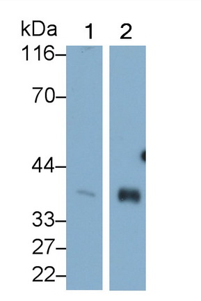 Monoclonal Antibody to Heat Shock 70kDa Binding Protein 1 (HSPBP1)