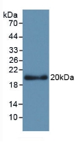 Monoclonal Antibody to Apolipoprotein L2 (APOL2)