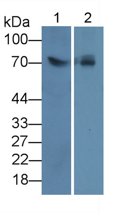 Monoclonal Antibody to Lipolysis Stimulated Lipoprotein Receptor (LSR)