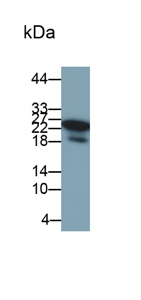 Monoclonal Antibody to Acidic Salivary Proline Rich Phosphoprotein 2 (PRH2)