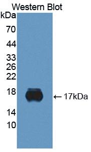 Monoclonal Antibody to Sialic Acid Binding Ig Like Lectin 10 (SIGLEC10)