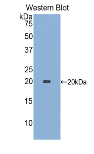 Monoclonal Antibody to Sialic Acid Binding Ig Like Lectin 9 (SIGLEC9)