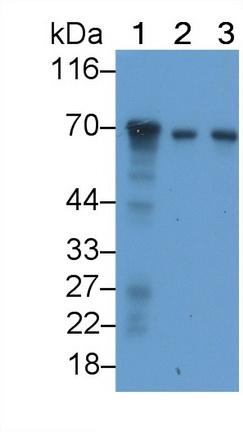 MAE038Hu22.jpg