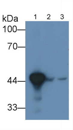 Monoclonal Antibody to 4-Hydroxyphenylpyruvate Dioxygenase (HPD)