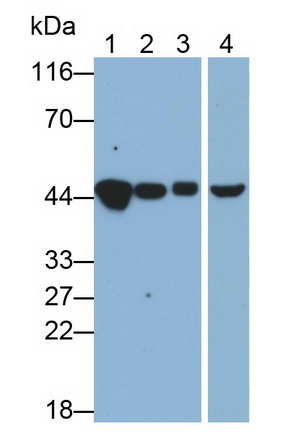 Monoclonal Antibody to 4-Hydroxyphenylpyruvate Dioxygenase (HPD)