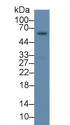 Monoclonal Antibody to Prolyl-4-Hydroxylase Alpha Polypeptide II (P4Ha2)