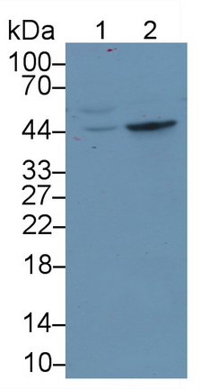 MAE260Hu22.jpg