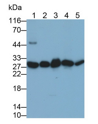 Monoclonal Antibody to Phosphoglycerate Mutase 1, Brain (PGAM1)