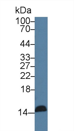 Monoclonal Antibody to Regenerating Islet Derived Protein 3 Gamma (REG3g)