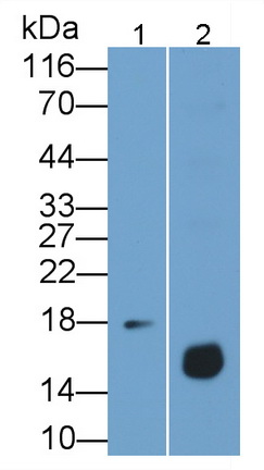 Monoclonal Antibody to Regenerating Islet Derived Protein 3 Gamma (REG3g)