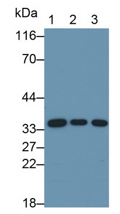 Monoclonal Antibody to Annexin A4 (ANXA4)