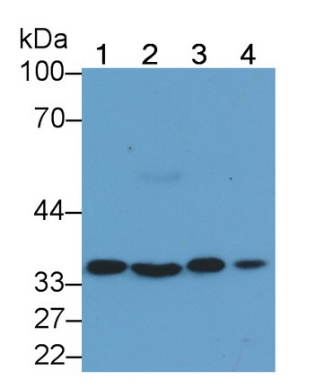 Monoclonal Antibody to Annexin A4 (ANXA4)