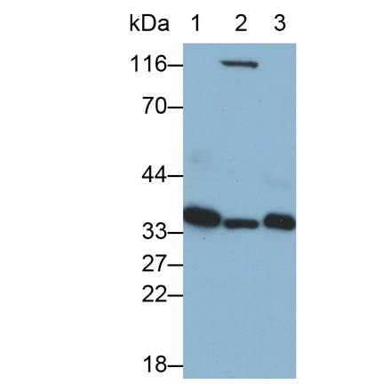 Monoclonal Antibody to Annexin A4 (ANXA4)