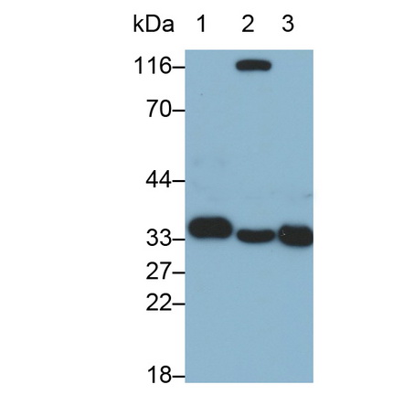 Monoclonal Antibody to Annexin A4 (ANXA4)