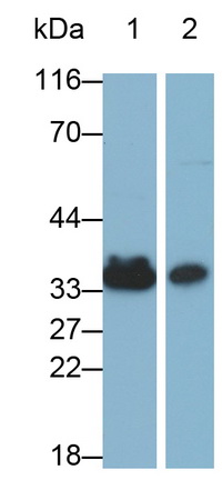 Monoclonal Antibody to Annexin A4 (ANXA4)