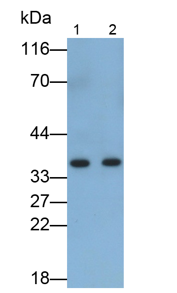 Monoclonal Antibody to Annexin A4 (ANXA4)