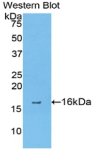 Monoclonal Antibody to Annexin A4 (ANXA4)