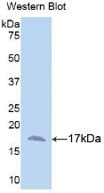 Monoclonal Antibody to Annexin A3 (ANXA3)