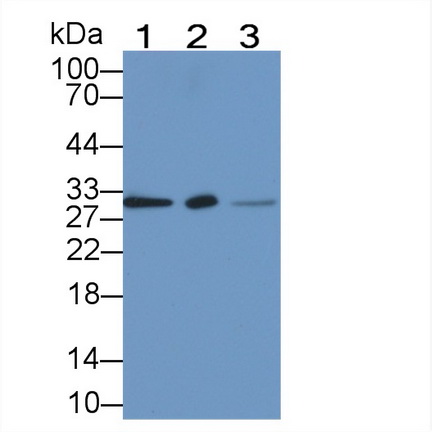 Monoclonal Antibody to Annexin A3 (ANXA3)