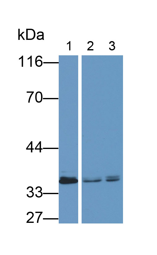 Monoclonal Antibody to Annexin A3 (ANXA3)