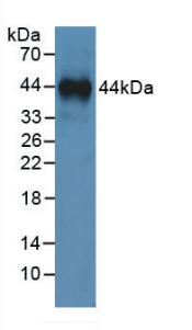 Monoclonal Antibody to Annexin A1 (ANXA1)