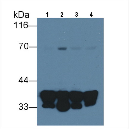 MAE787Ra22.jpg