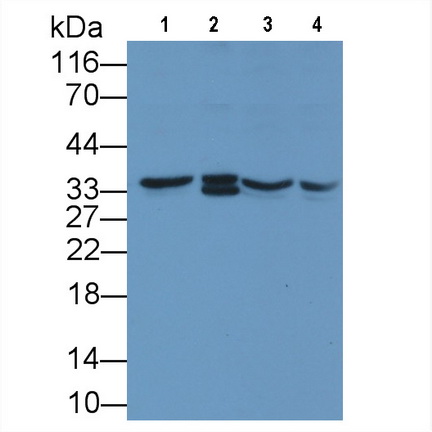 Monoclonal Antibody to Annexin A1 (ANXA1)