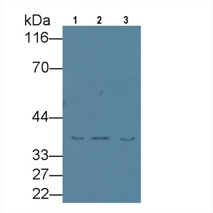 Monoclonal Antibody to Annexin A1 (ANXA1)