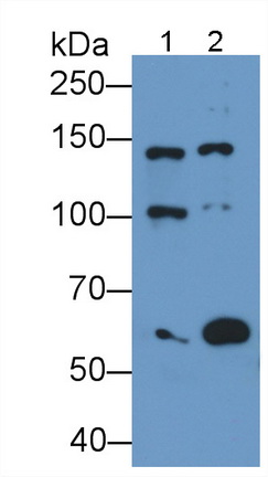 MAE809Hu22.jpg