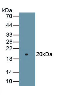 Monoclonal Antibody to Sirtuin 1 (SIRT1)