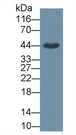 MAE913Hu23.jpg