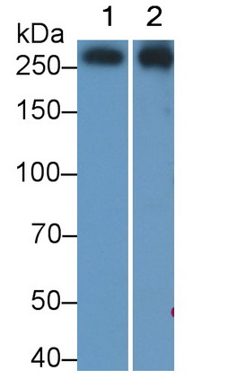 Monoclonal Antibody to Filamin C Gamma (FLNC)