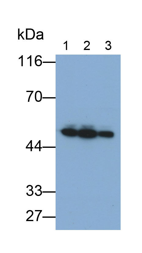 Monoclonal Antibody to Eukaryotic Translation Initiation Factor 3F (EIF3F)