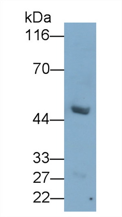 MAF212Hu21.jpg