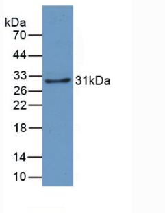 Monoclonal Antibody to Crystallin Lambda 1 (CRYl1)