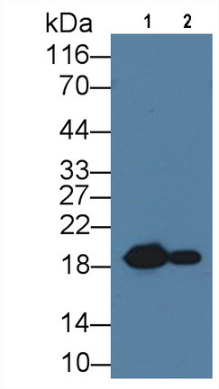 Monoclonal Antibody to Heat Shock Protein Beta 6 (HSPb6)