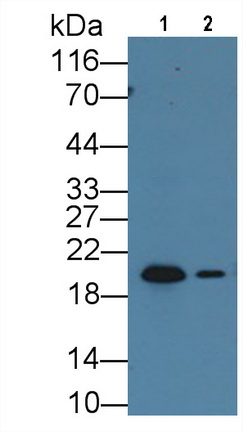 Monoclonal Antibody to Heat Shock Protein Beta 6 (HSPb6)