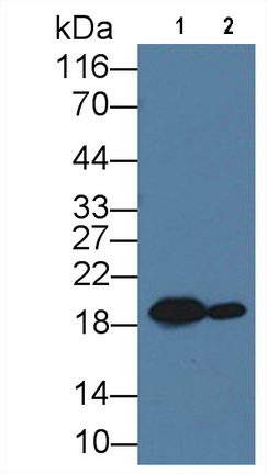 Monoclonal Antibody to Heat Shock Protein Beta 6 (HSPb6)