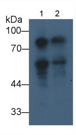 MAF390Hu22.jpg