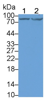 Monoclonal Antibody to Doublecortin Like Kinase 1 (DCLK1)