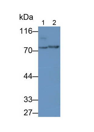 Monoclonal Antibody to Phosphodiesterase 4B, cAMP Specific (PDE4B)