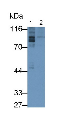 Monoclonal Antibody to Phosphodiesterase 4B, cAMP Specific (PDE4B)