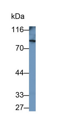 Monoclonal Antibody to Phosphodiesterase 4B, cAMP Specific (PDE4B)